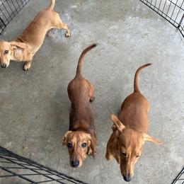 Belle - Red female Dachshund puppy in El Paso, Texas from Stella's Lone Star Kennels