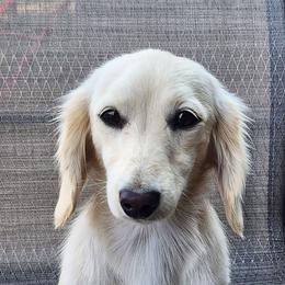 Libby - Cream female Dachshund puppy in Anaconda, Montana from Williams Family Dachshunds