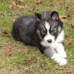 Pomsky and Siberian Husky Puppies from Beastly Beauties Huskies & Pomskies