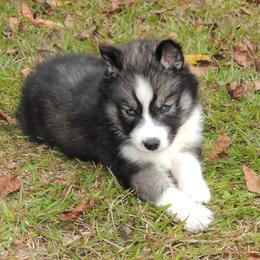 Pomsky and Siberian Husky Puppies from Beastly Beauties Huskies & Pomskies