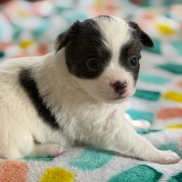 Addy - Blue and white female Chihuahua puppy in Amity, Pennsylvania from Rhoda and Verna