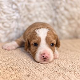 Juniper - Brown and white female Bernedoodle puppy in Travelers Rest, South Carolina from Bernedoodle.do