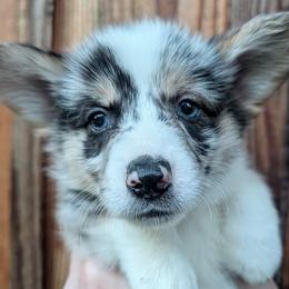 American Corgi puppies from Newaukum Hill Springers