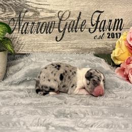 Harper - White and blue merle female Border Collie puppy in Moody, Texas from Narrow Gate Farm