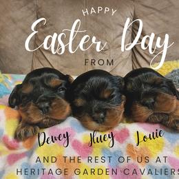 Cavalier King Charles Spaniel Puppies from Heritage Garden Cavaliers