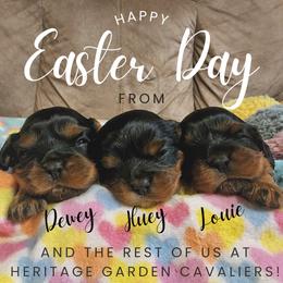 Cavalier King Charles Spaniel Puppies from Heritage Garden Cavaliers