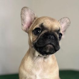 French Bulldogs from Frenchie Eruption