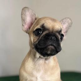 French Bulldogs from Frenchie Eruption