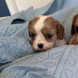 Brinley's Girl - Blenheim female Cavalier King Charles Spaniel puppy in Creedmoor, North Carolina from Cavalier Obsession
