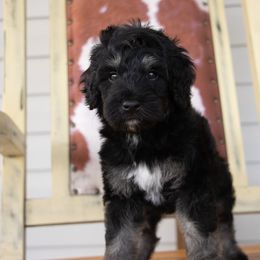 Black Tri - Tri-color male Bernedoodle puppy in Youngstown, Florida from Wonderland’s Boujie Kennels