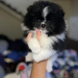 Chihuahua and Pomeranian Puppies from Pure hearts