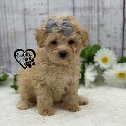 Sophie - Apricot female Poodle puppy in Nashville, Arkansas from Cuddles n Curls
