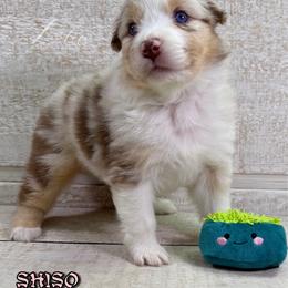 Shiso - Red merle female Australian Shepherd puppy in Jonesborough, Tennessee from Lotus Australian Shepherds