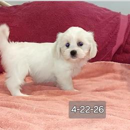 Star - White female Companion Cross puppy in Norman, Oklahoma from Steve's Puppies