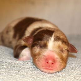 Cheshire - Red merle male Australian Shepherd puppy in Star City, Arkansas from Blush & Lace Aussie Co.