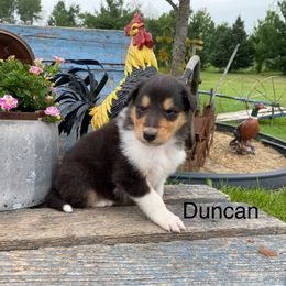 Duncan - Black white and tan male Collie puppy in Hinckley, Minnesota from Rusty Spur Collies