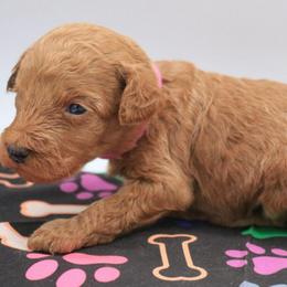 Pink - Apricot female Labradoodle puppy in Lexington Park, Maryland from SUNNY SIDE DOODLES
