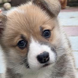 Girl 2 - Red Pembroke Welsh Corgi puppy in Sparta, New Jersey from CrestCottage Corgis