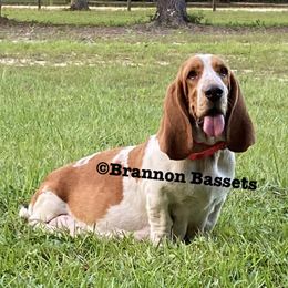 Basset Hounds from Brannon Bassets