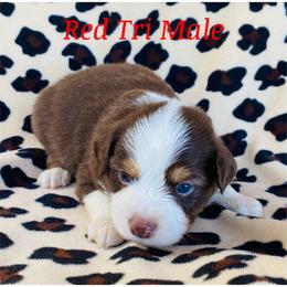 Boy 1 - Miniature Australian Shepherd puppy in Paris, Texas from Kuttin’ Up Mini Aussies