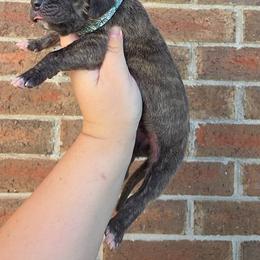 Nimbus - Brindle male Great Dane puppy in Arlington, Texas from Scoober Danes