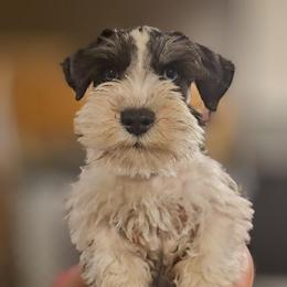 Dolce blue eyes - Parti male Miniature Schnauzer puppy in Panama City, Florida from Emerald Coast Schnauzers