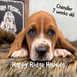 Chandler - Red and white male Basset Hound puppy in Mebane, North Carolina from Happy Ridge Hounds