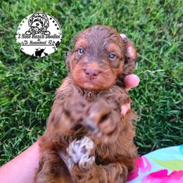 Brown Phantom - Brown male Bernedoodle puppy in Graham, Texas from 2 Rose Ranch Doodles