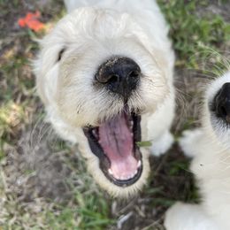 Goldendoodle Puppies from Bianca Bleu Goldendoodles