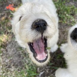 Goldendoodle Puppies from Bianca Bleu Goldendoodles