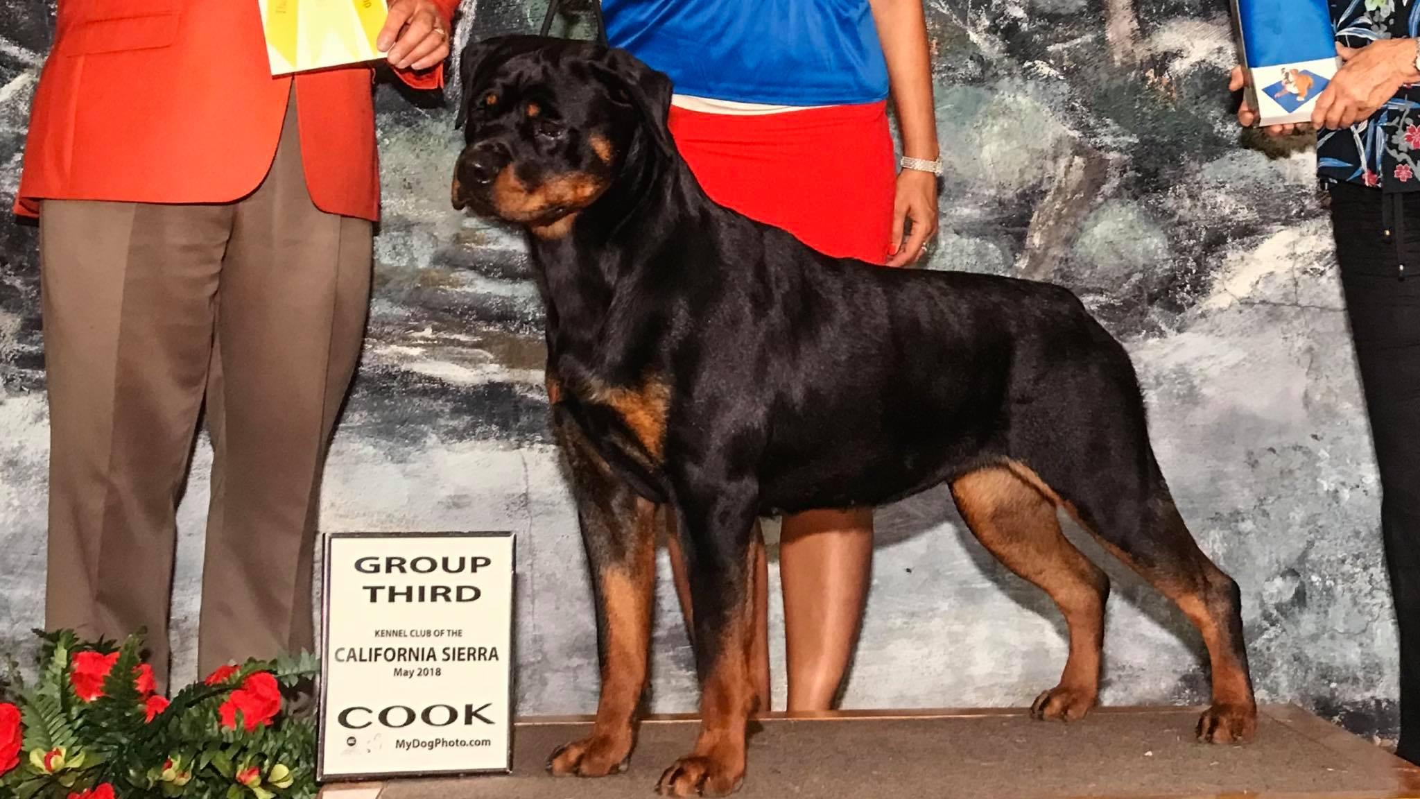 Von Hawes Rottweilers in California | Rottweiler puppies | Good Dog