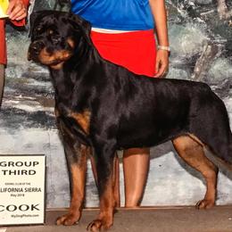 Rottweilers from Von Hawes Rottweilers