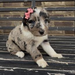 Marigold - Blue merle female Aussiedoodle puppy in Cartersville, Georgia from Simply Blessed Doodles