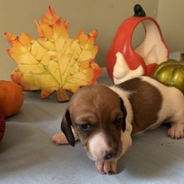 Cocoa puff - Chocolate and tan male Dachshund puppy in Great Falls, Montana from Dawn's designerDachshunds