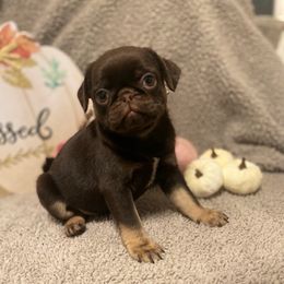Brownie - Black female Pug puppy in Onalaska, Washington from Cupid’s Pugs