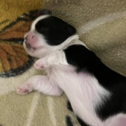 Shih Tzu Puppies from Simply Shih Tzu