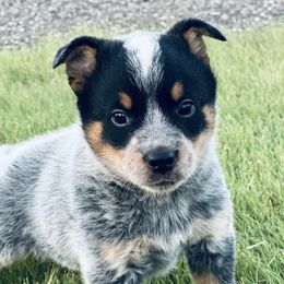 Boy 1 - Blue speckled male Australian Cattle Dog puppy in Prague, Oklahoma from S&B Cattle Co.