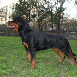 Beaux - Rottweiler