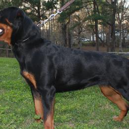 Beaux - Rottweiler