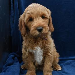 Asha - Apricot female Goldendoodle puppy in Jasper, Indiana from Hilltop Pups LLC