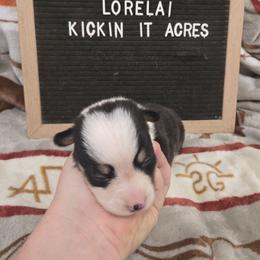 Lorelai - Black and tan female Pembroke Welsh Corgi puppy in Chariton, Iowa from Kickin It Acres BCs