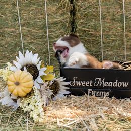 Australian Shepherd Puppies from Sweet Meadow Farms