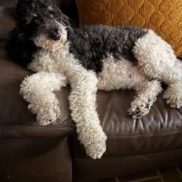 Charlotte - Bernedoodle