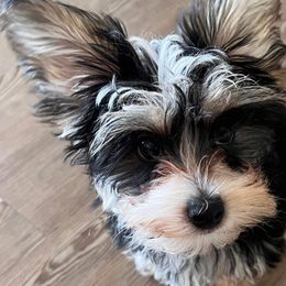 Shih Tzus from Christina’s Puppy Utopia