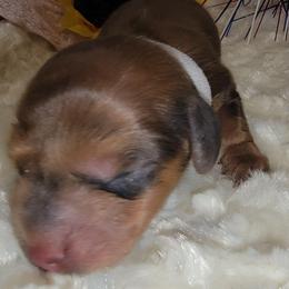 Atlas - Sable male Dachshund puppy in Terlton, Oklahoma from CLARK'S BREEDING PROGRAM