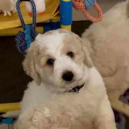 Milky Way - Parti male Goldendoodle puppy in Pensacola, Florida from Goldendoodles Love You in Pensacola Friend Edition