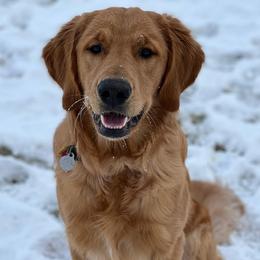 Golden Retrievers from Home on the Range Goldens