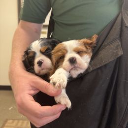 Cavalier King Charles Spaniel Puppies from Sunshine State Cavaliers