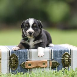 Hope - Black tri female Miniature Australian Shepherd puppy in White Oak, Texas from Triple Lake Ranch Miniature Australian Shepherds