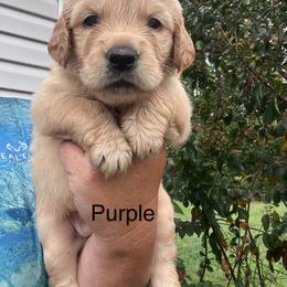 Purple - Dark golden female Golden Retriever puppy in Jesup, Georgia from Painted Platinum Retrievers (Painted Platinum Kennel) PPK